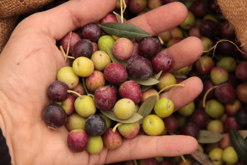 Olives de casa